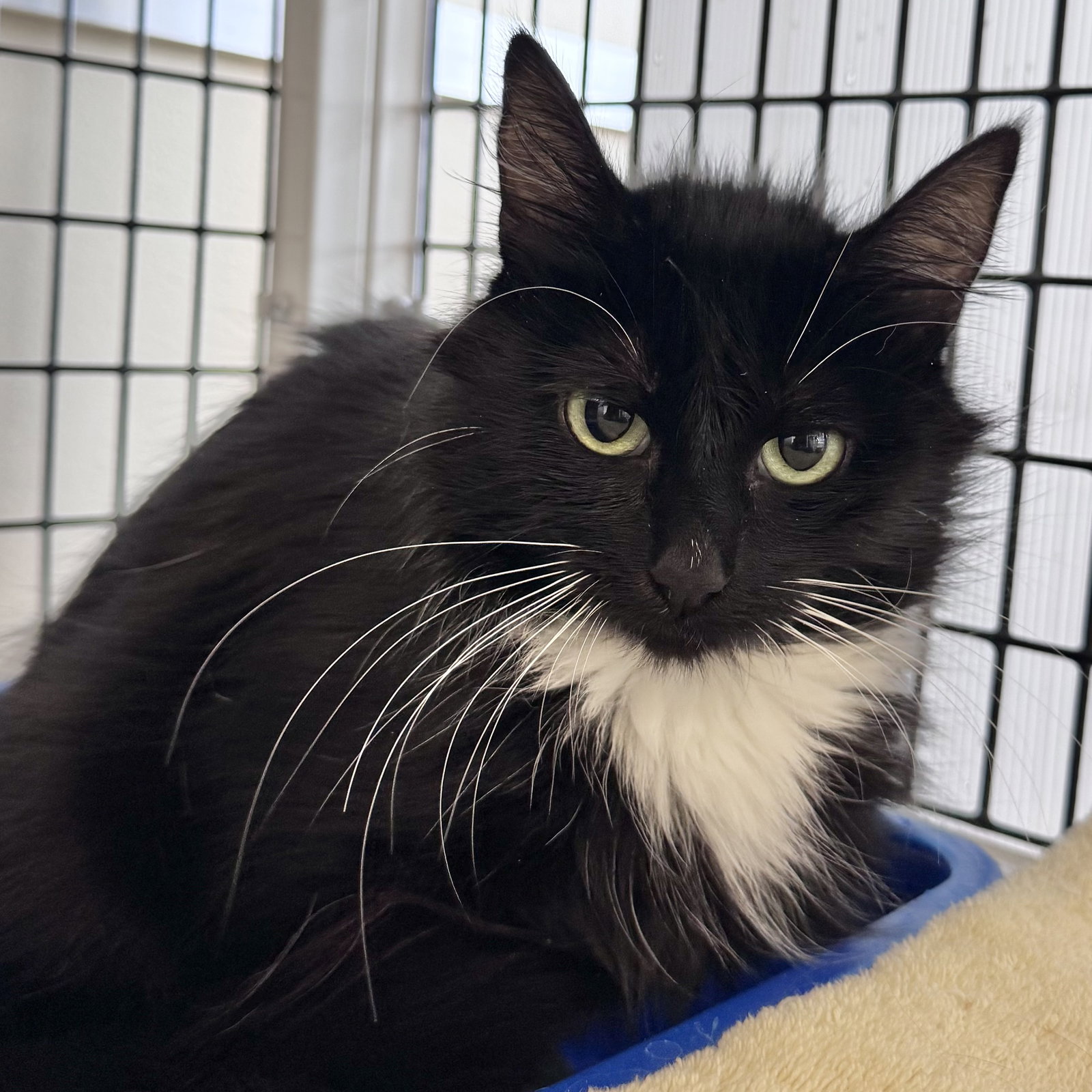 Emerald, Domestic Long Hair