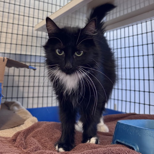 Emerald, a cat for adoption from Peninsula Humane Society & SPCA