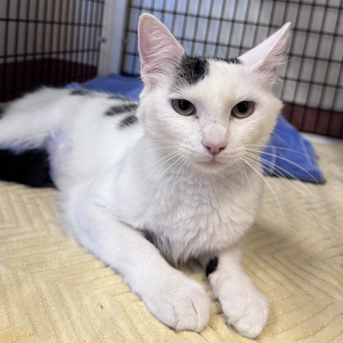 Mazapan, a cat for adoption from Peninsula Humane Society & SPCA