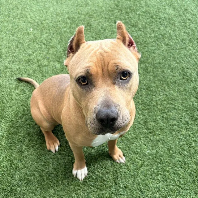 Acorn - Pit Bull Terrier