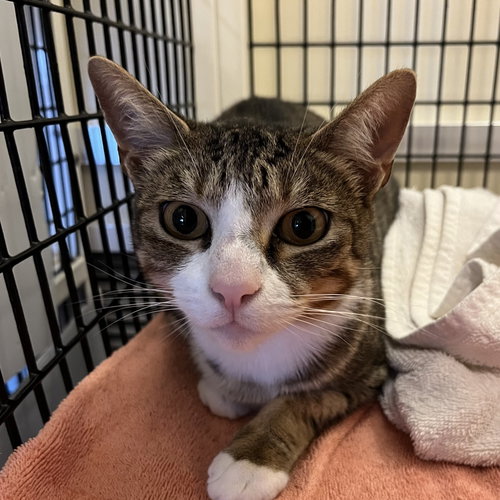 Dulce, a cat for adoption from Peninsula Humane Society & SPCA