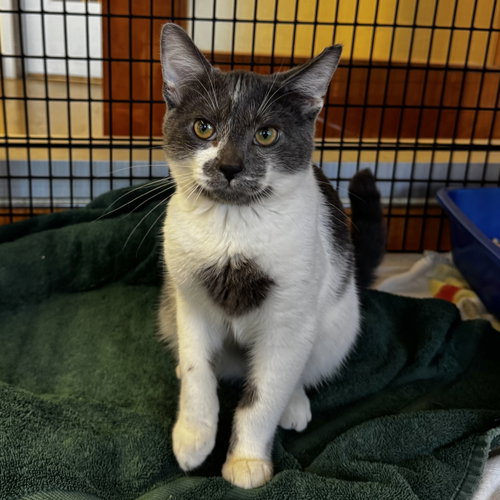 Scotty, a cat for adoption from Peninsula Humane Society & SPCA