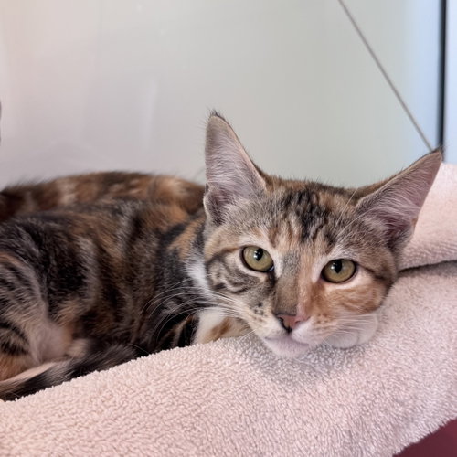 Caramel, a cat for adoption from Peninsula Humane Society & SPCA