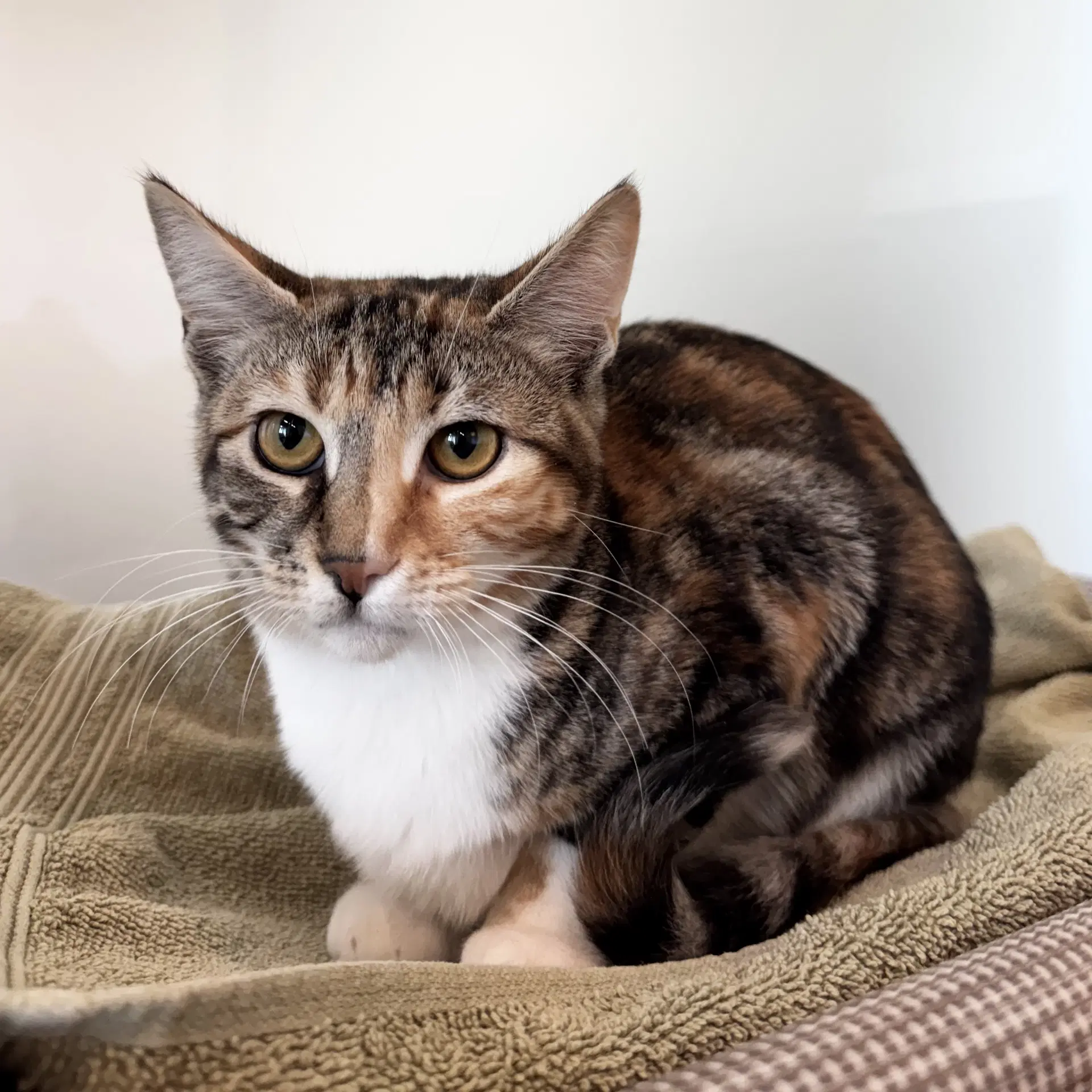 Caramel - Domestic Short Hair