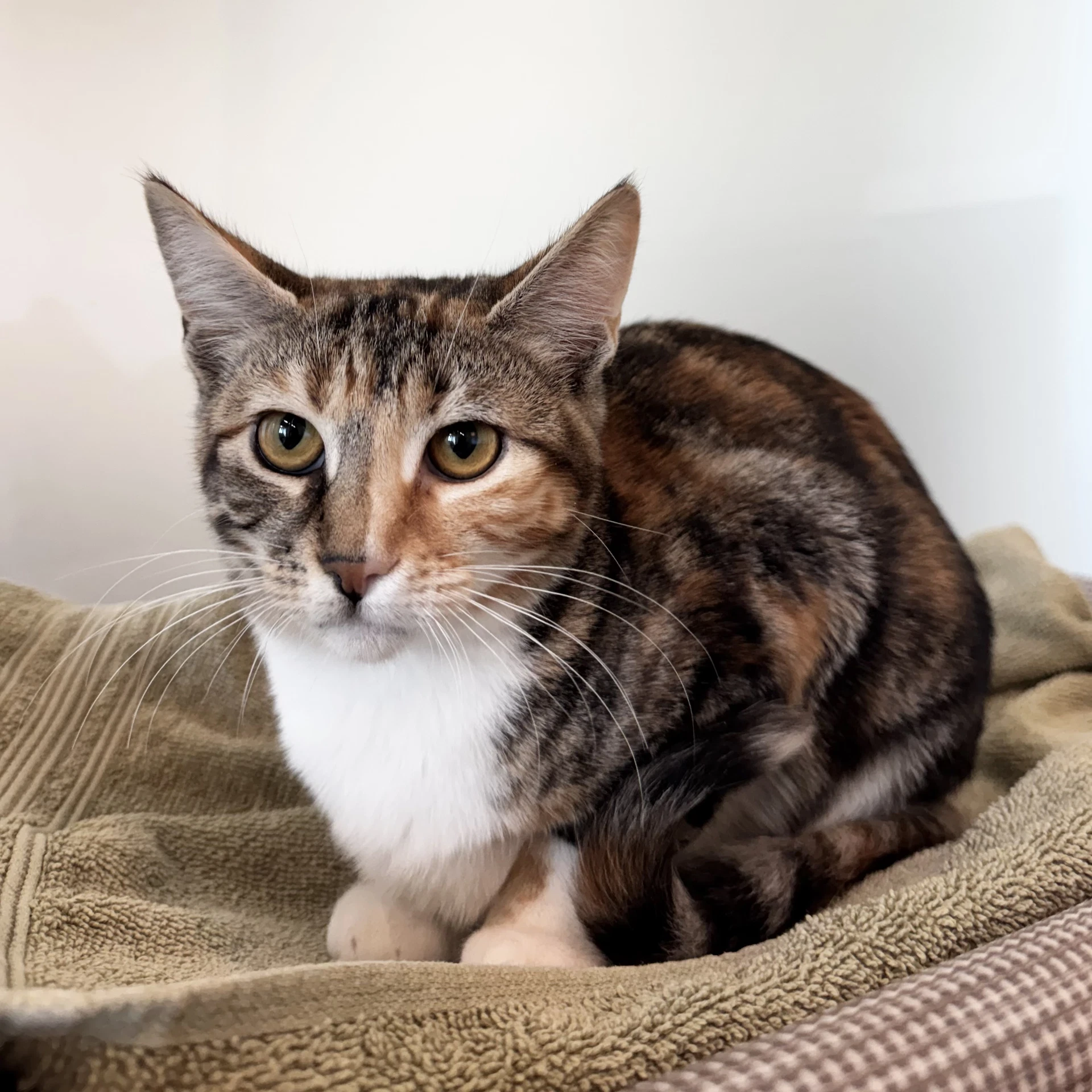 Caramel