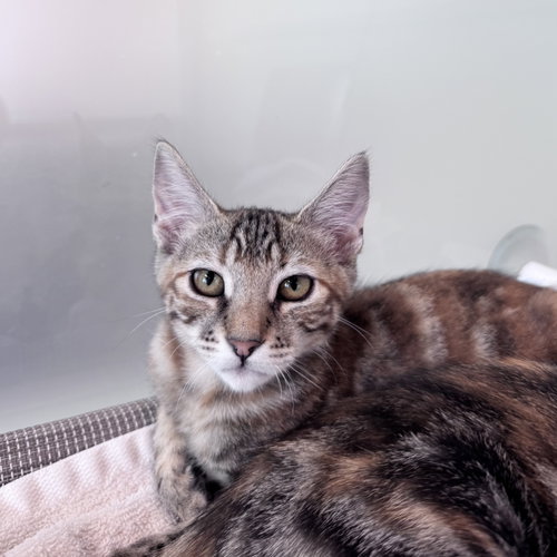 Twix, a cat for adoption from Peninsula Humane Society & SPCA