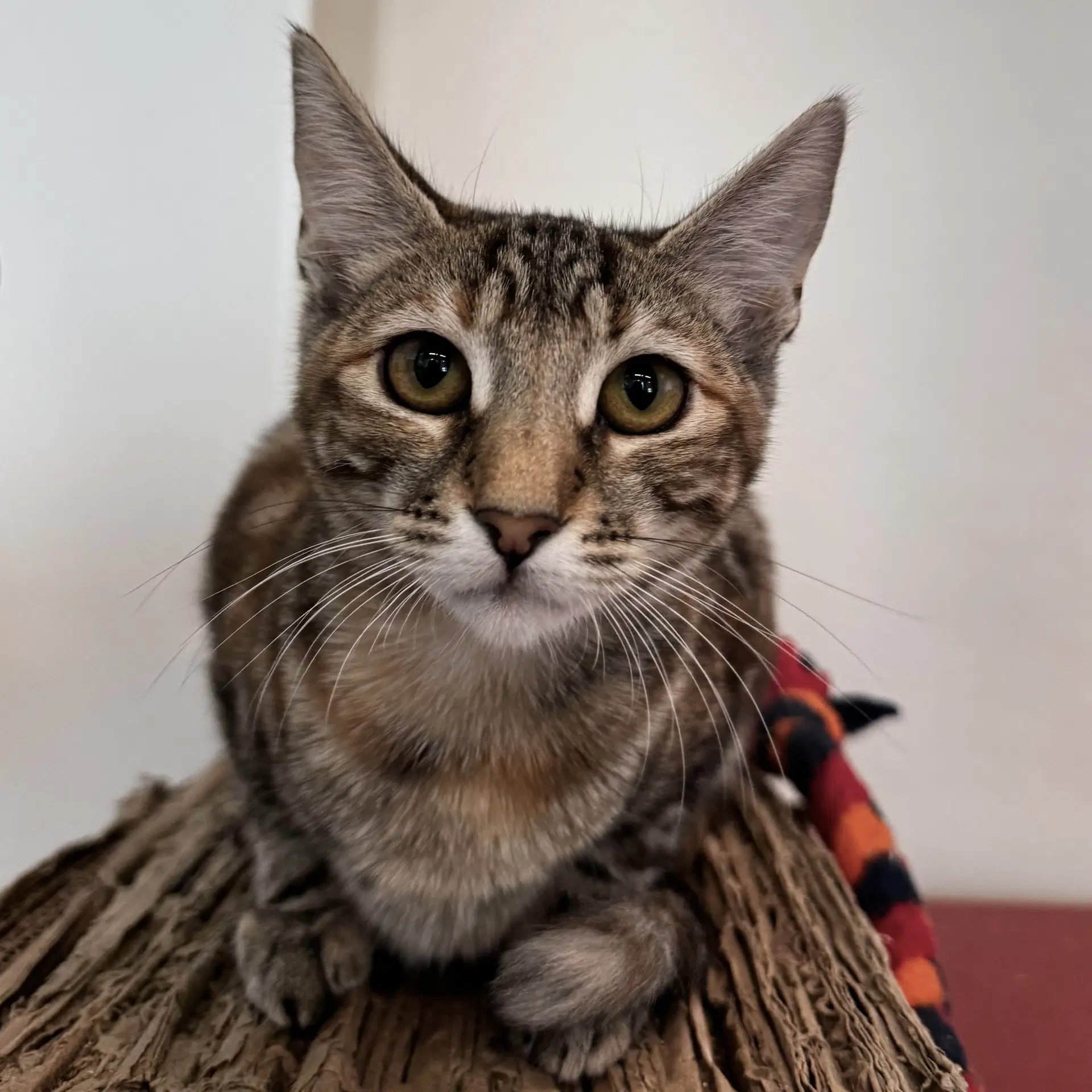 Twix - Domestic Short Hair