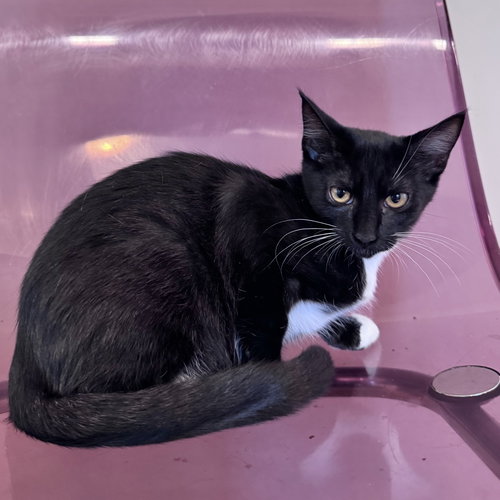 Big Hunk, a cat for adoption from Peninsula Humane Society & SPCA