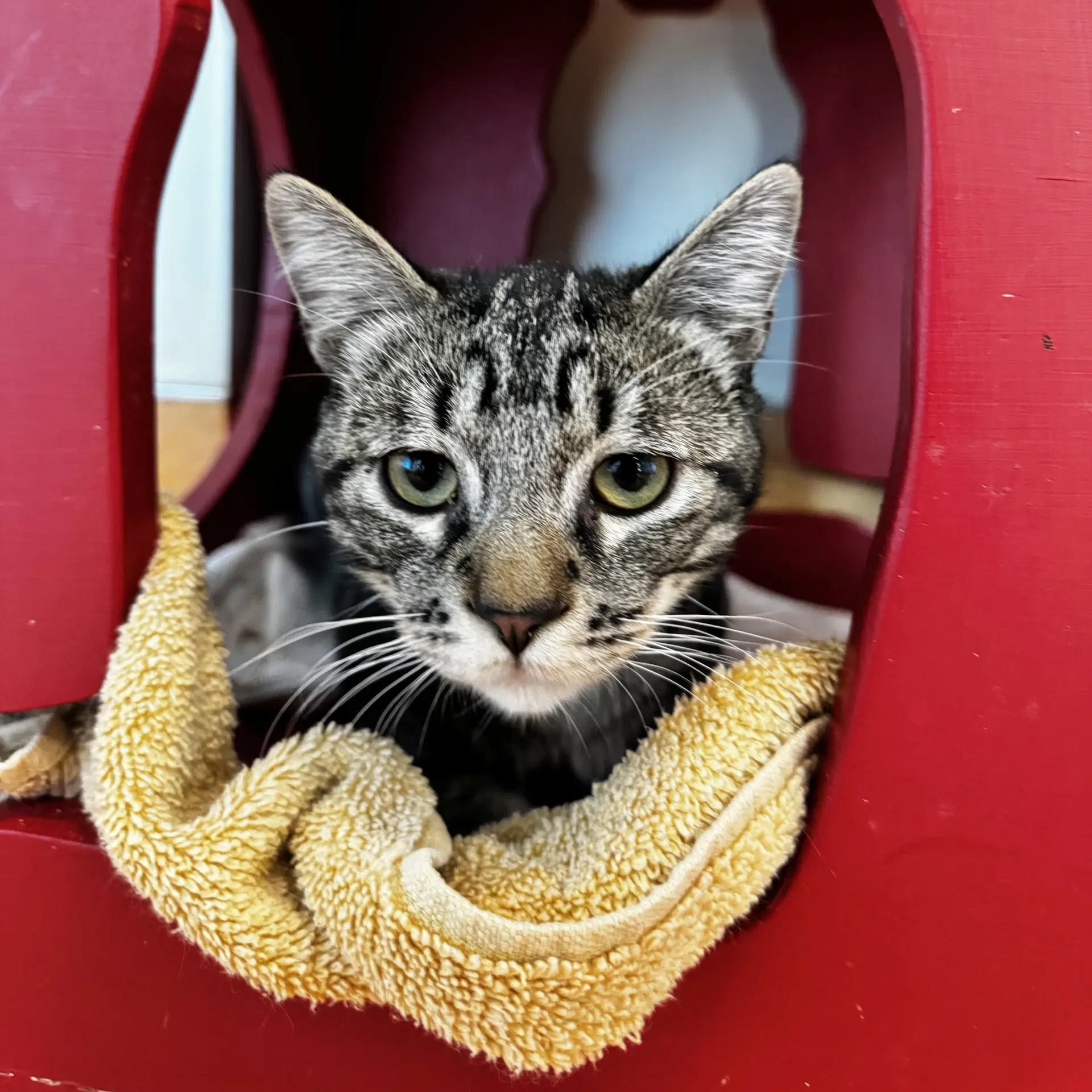Muffins - Domestic Short Hair