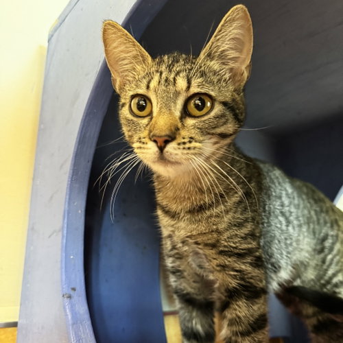 Blueberry, a cat for adoption from Peninsula Humane Society & SPCA