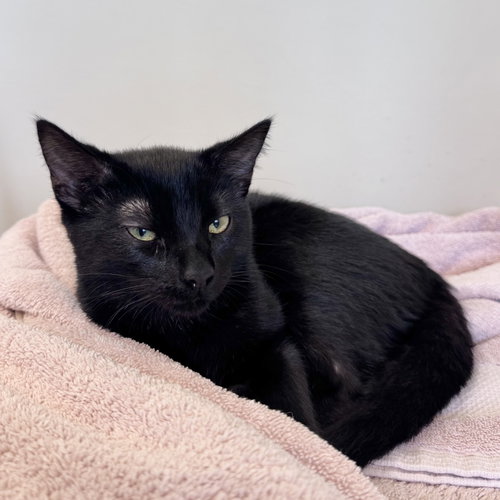 Wendy, a cat for adoption from Peninsula Humane Society & SPCA