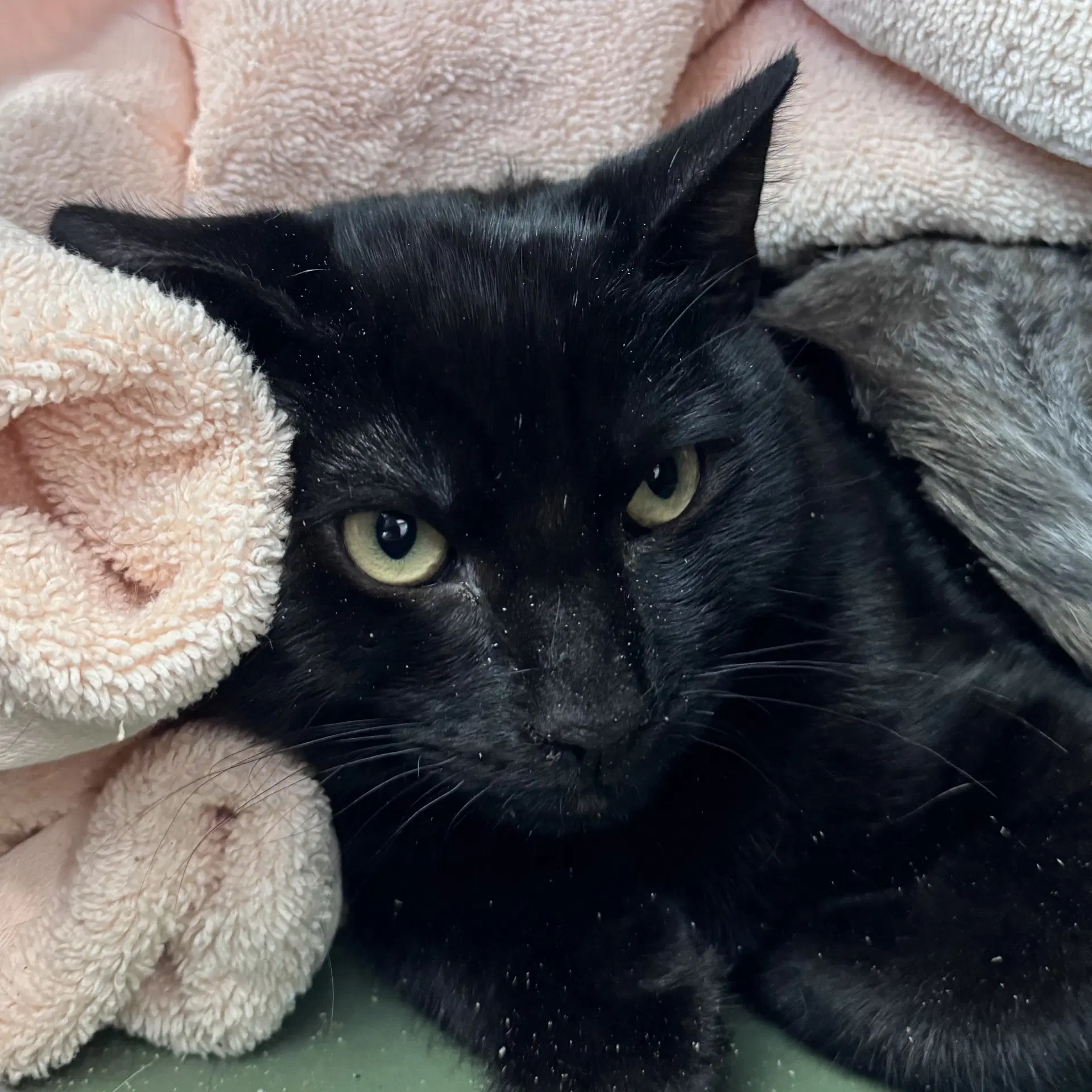 Albert - Domestic Short Hair