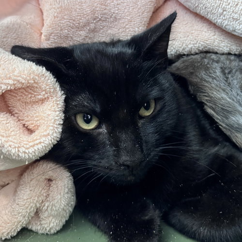 Albert, a cat for adoption from Peninsula Humane Society & SPCA