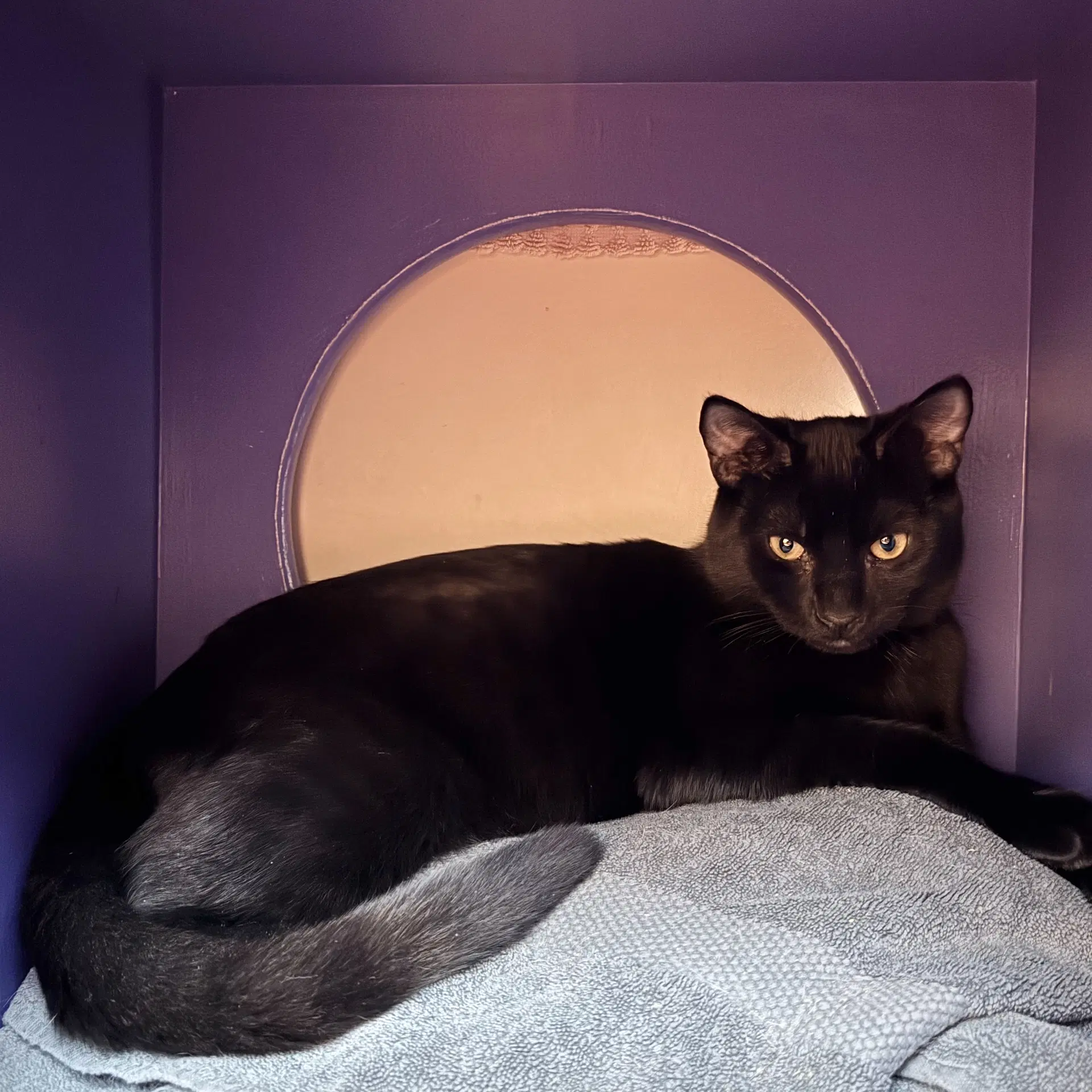 Albert - Domestic Short Hair
