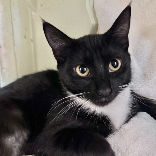 Dolly, a cat for adoption from Peninsula Humane Society & SPCA