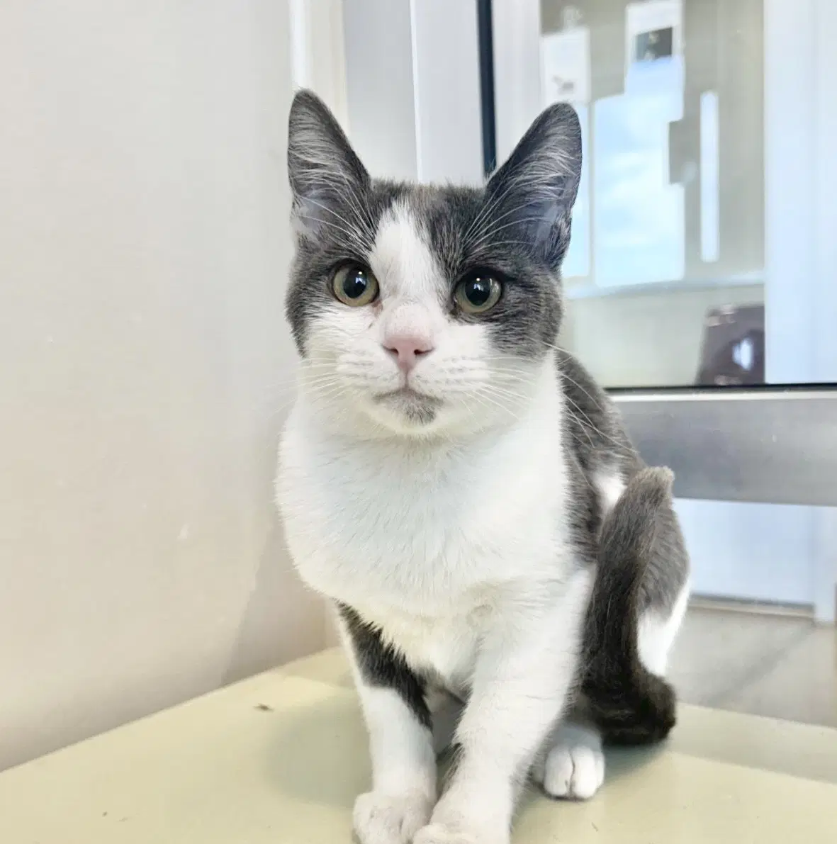 Vanilla Cream - Domestic Short Hair