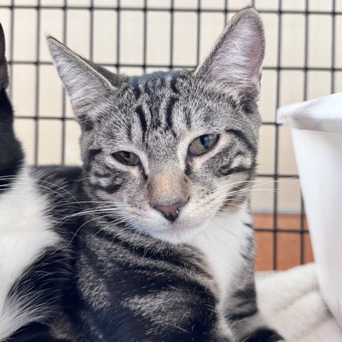 Schmidt, a cat for adoption from Peninsula Humane Society & SPCA