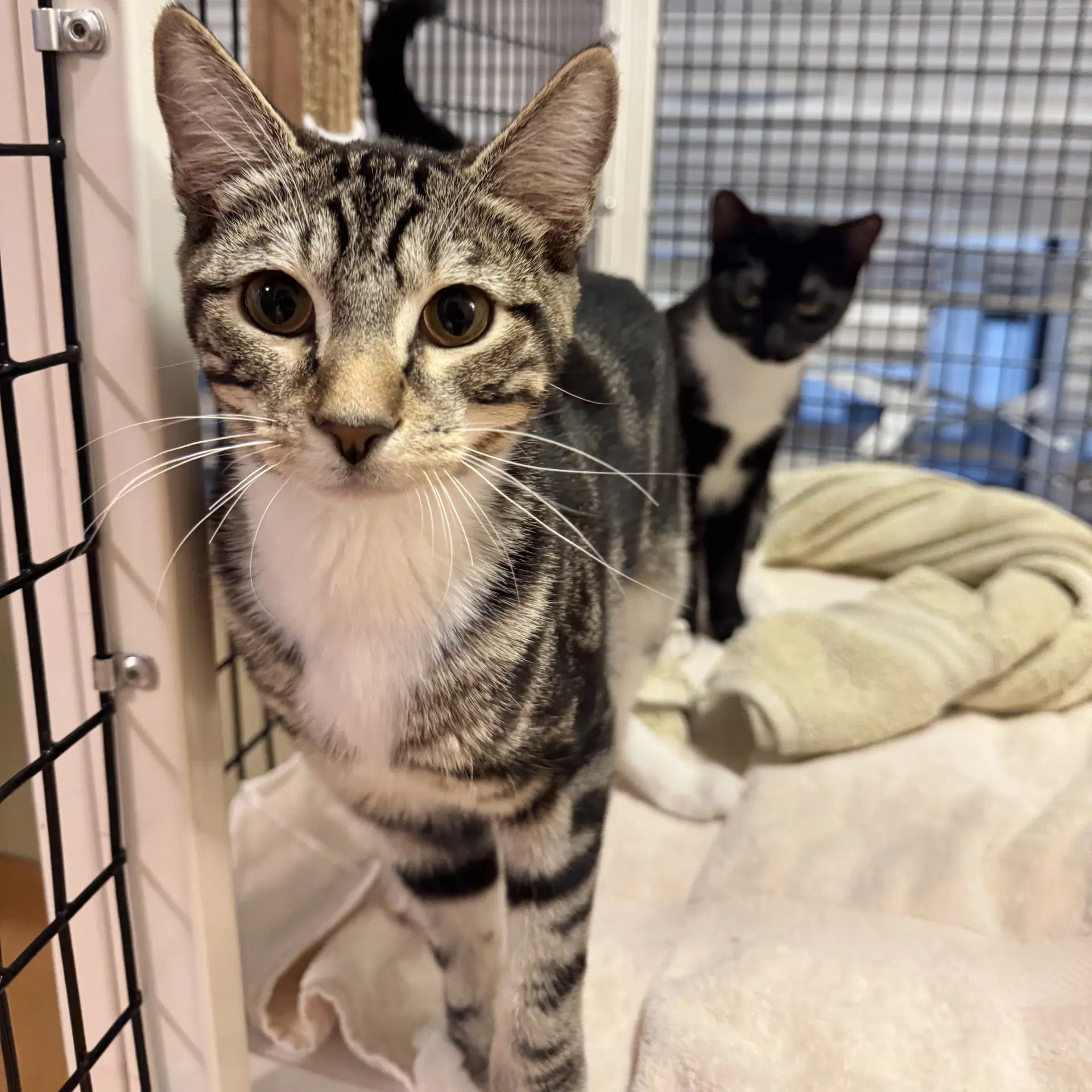 Schmidt - Domestic Short Hair