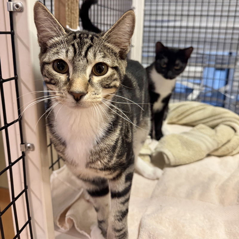 Schmidt, a young male cat up for adoption