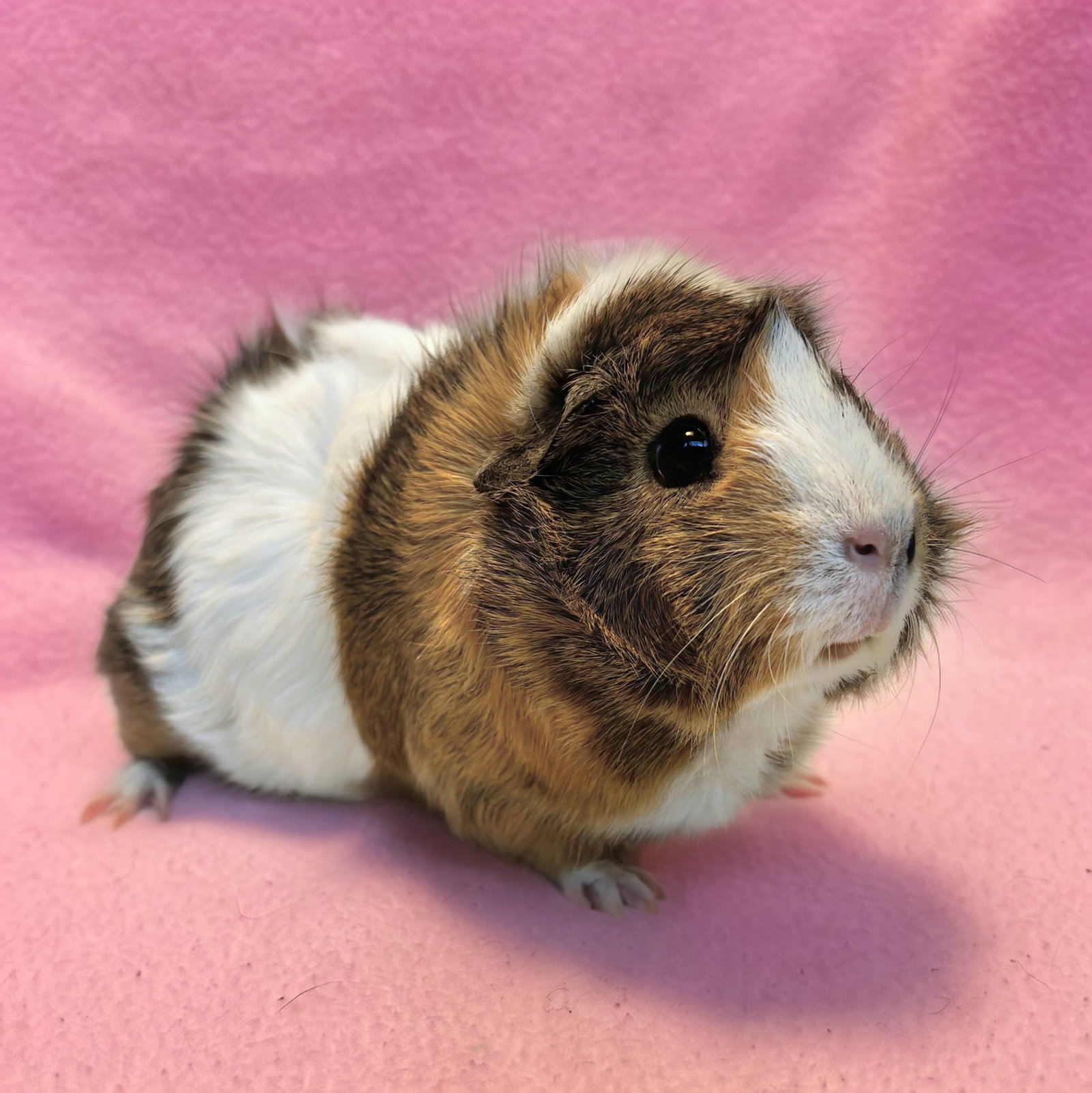 Petunia