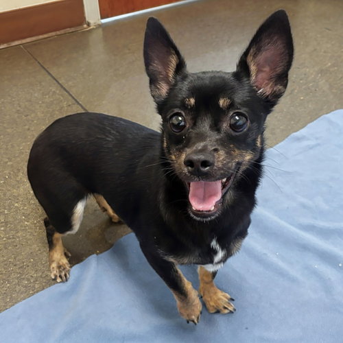 Luna Buna, a dog for adoption from Peninsula Humane Society & SPCA