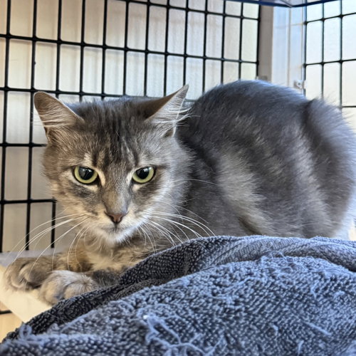 Fleur, a cat for adoption from Peninsula Humane Society & SPCA