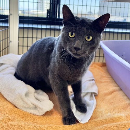Earl Gray, a cat for adoption from Peninsula Humane Society & SPCA