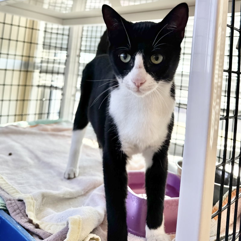Mona, a young female cat up for adoption