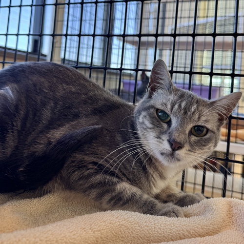 Drusilla, a cat for adoption from Peninsula Humane Society & SPCA