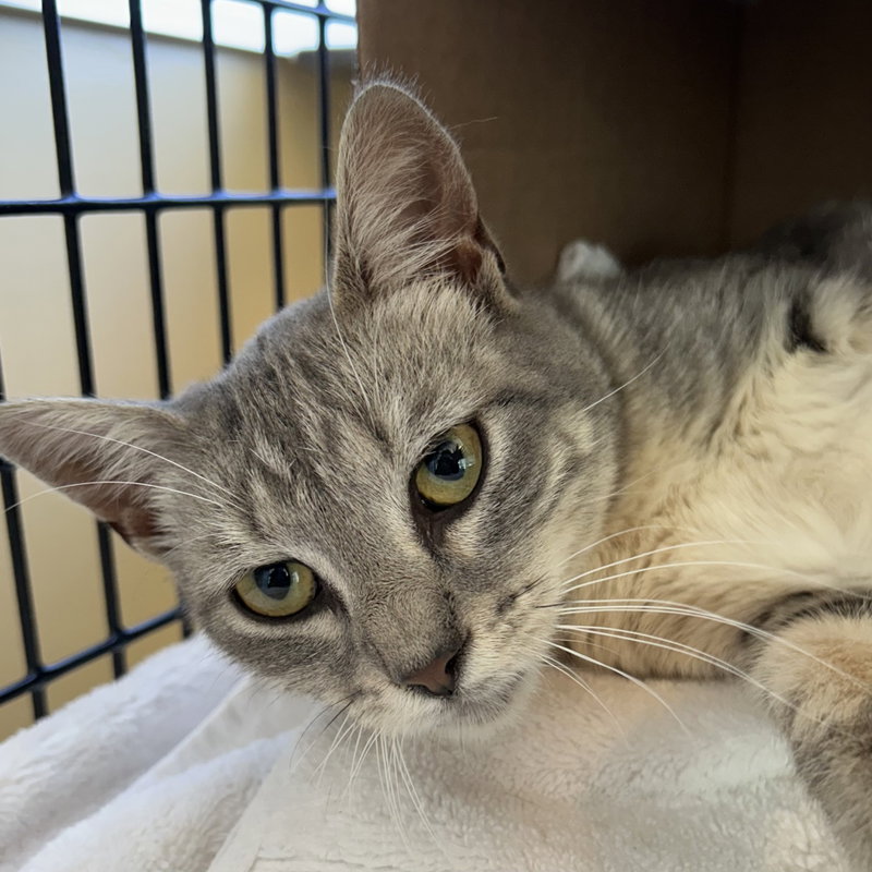 Drusilla, an adult female cat up for adoption