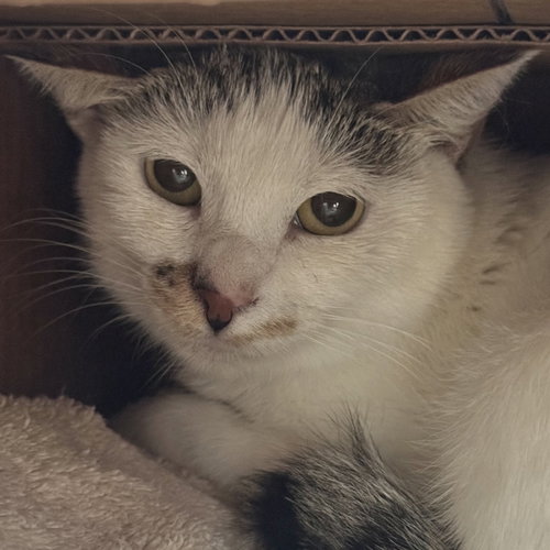 Esme, a cat for adoption from Peninsula Humane Society & SPCA