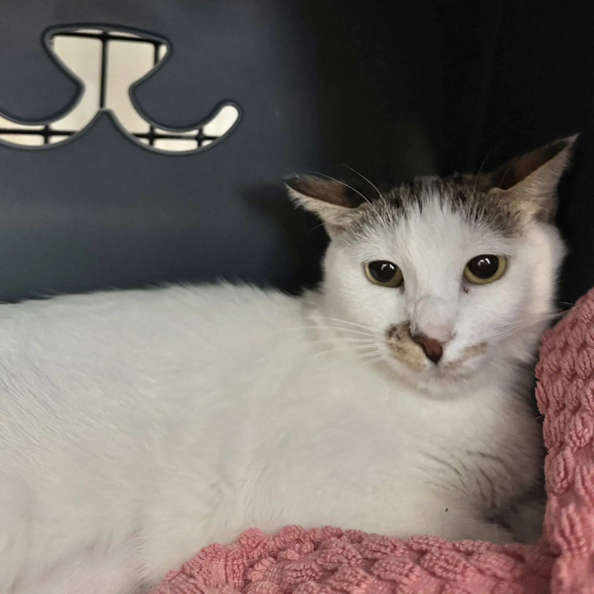 Esme - Domestic Short Hair