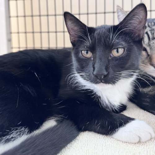 Jess, a cat for adoption from Peninsula Humane Society & SPCA
