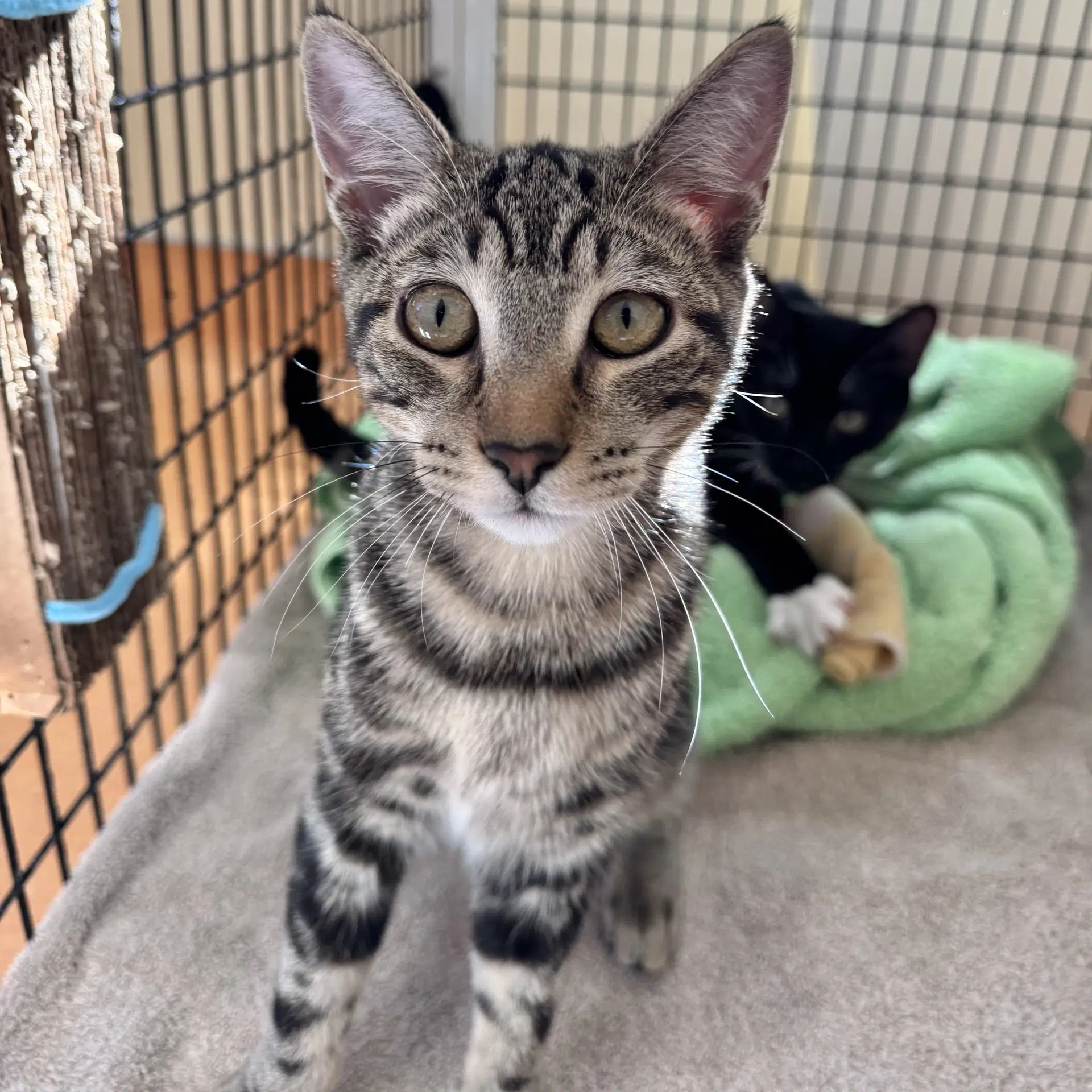Winston - Domestic Short Hair