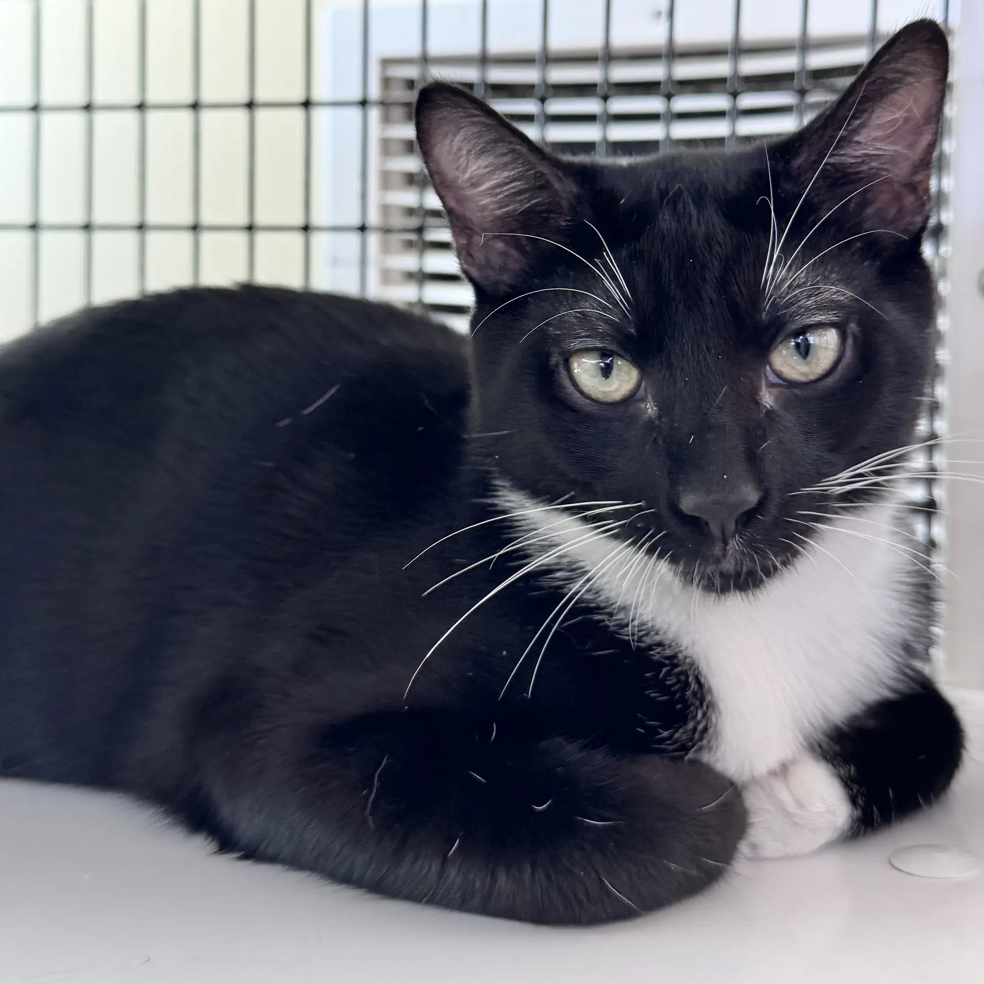 Nick - Domestic Short Hair