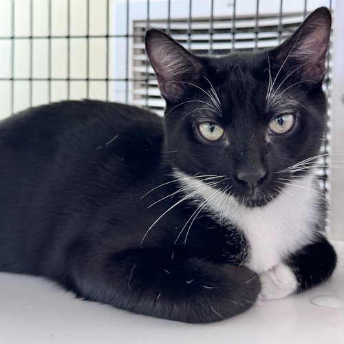 Nick, a cat for adoption from Peninsula Humane Society & SPCA