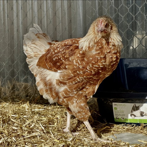 Cheryl, a poultry for adoption from Peninsula Humane Society & SPCA