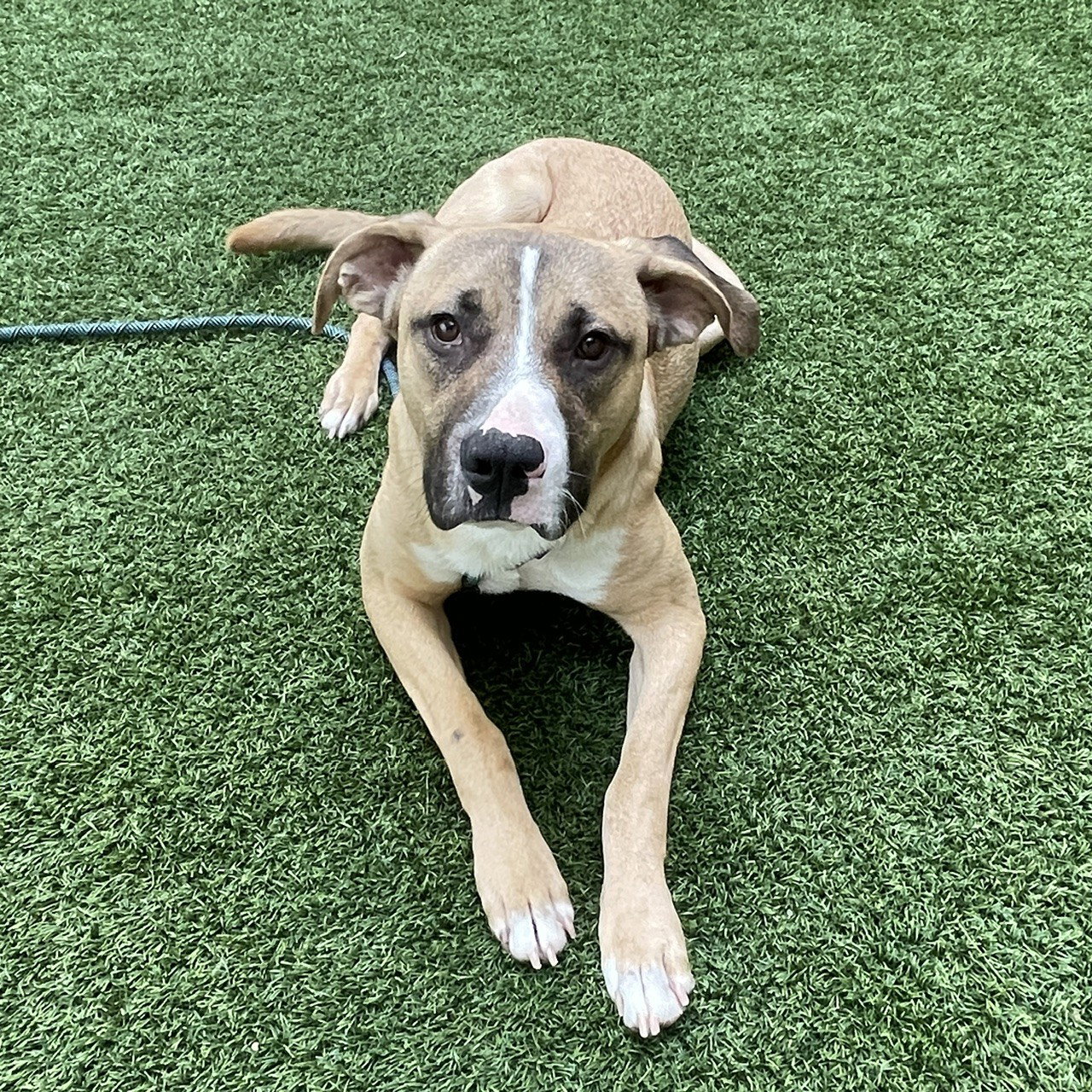 Dog Adoption - Peninsula Humane Society & SPCA in Burlingame, CA