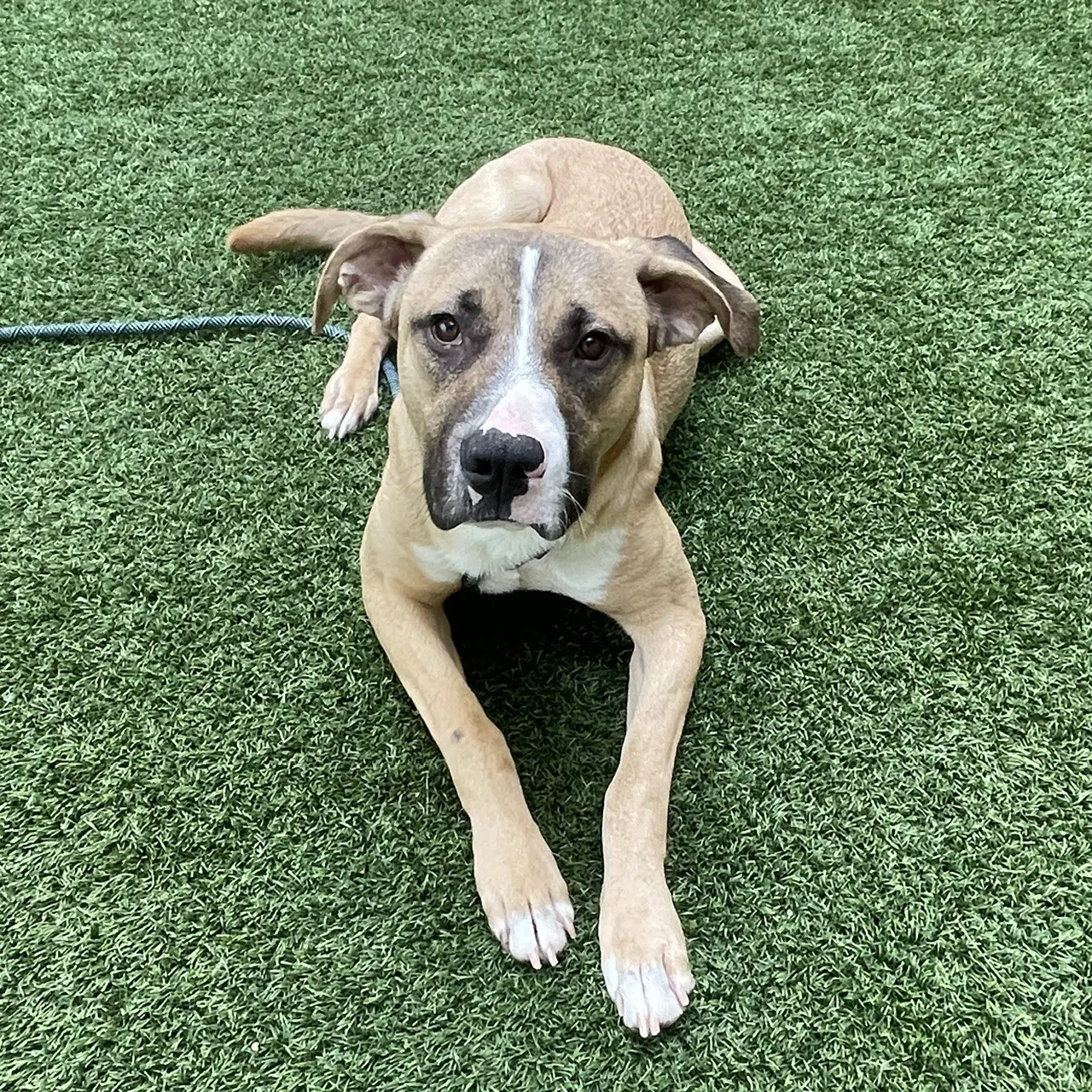 Goose - Pit Bull Terrier