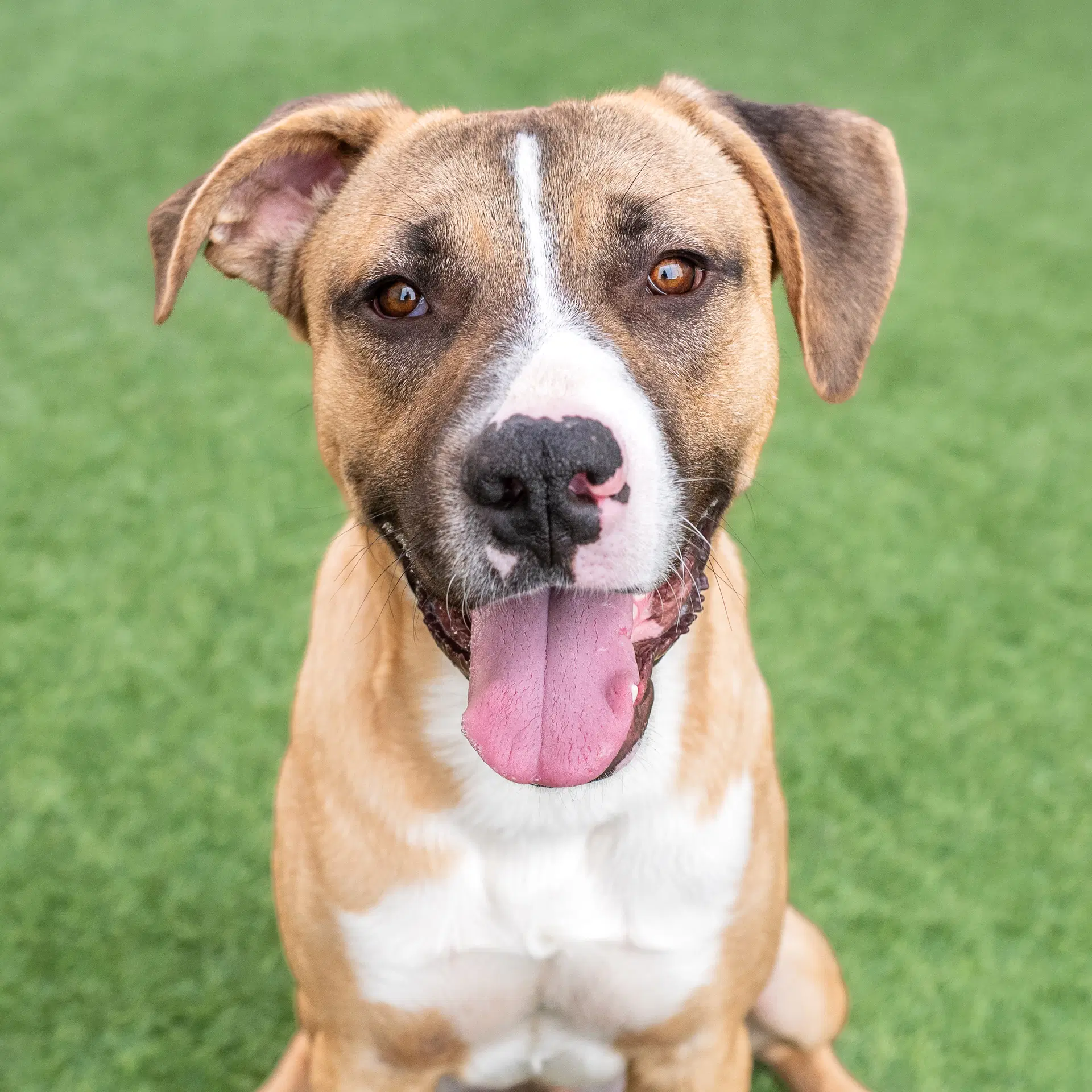 Goose - Pit Bull Terrier