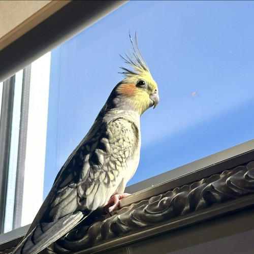 Rowan, a cockatiel for adoption from Peninsula Humane Society & SPCA