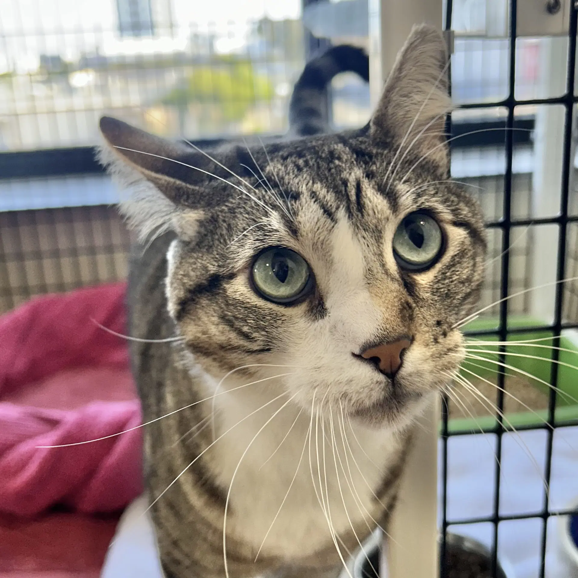 March - Tabby