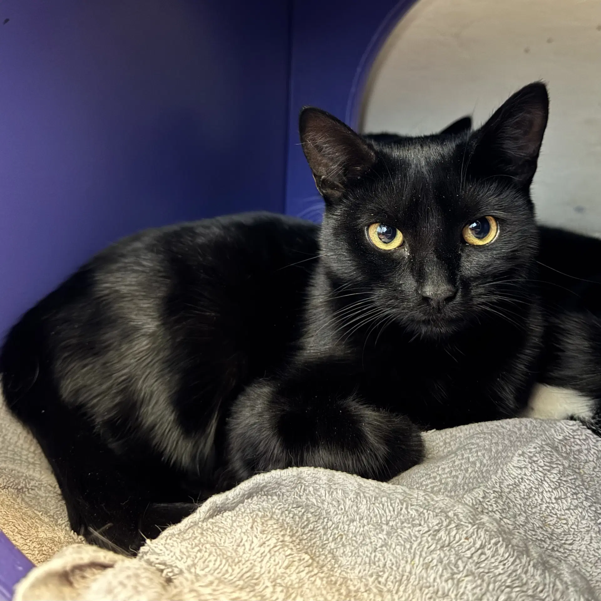 Billie - Domestic Short Hair
