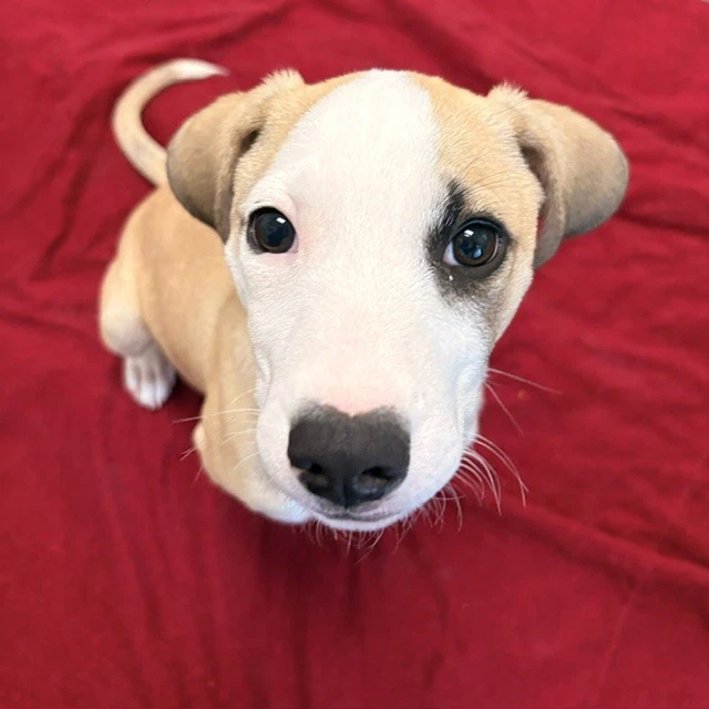 Cinnamon The Puppy