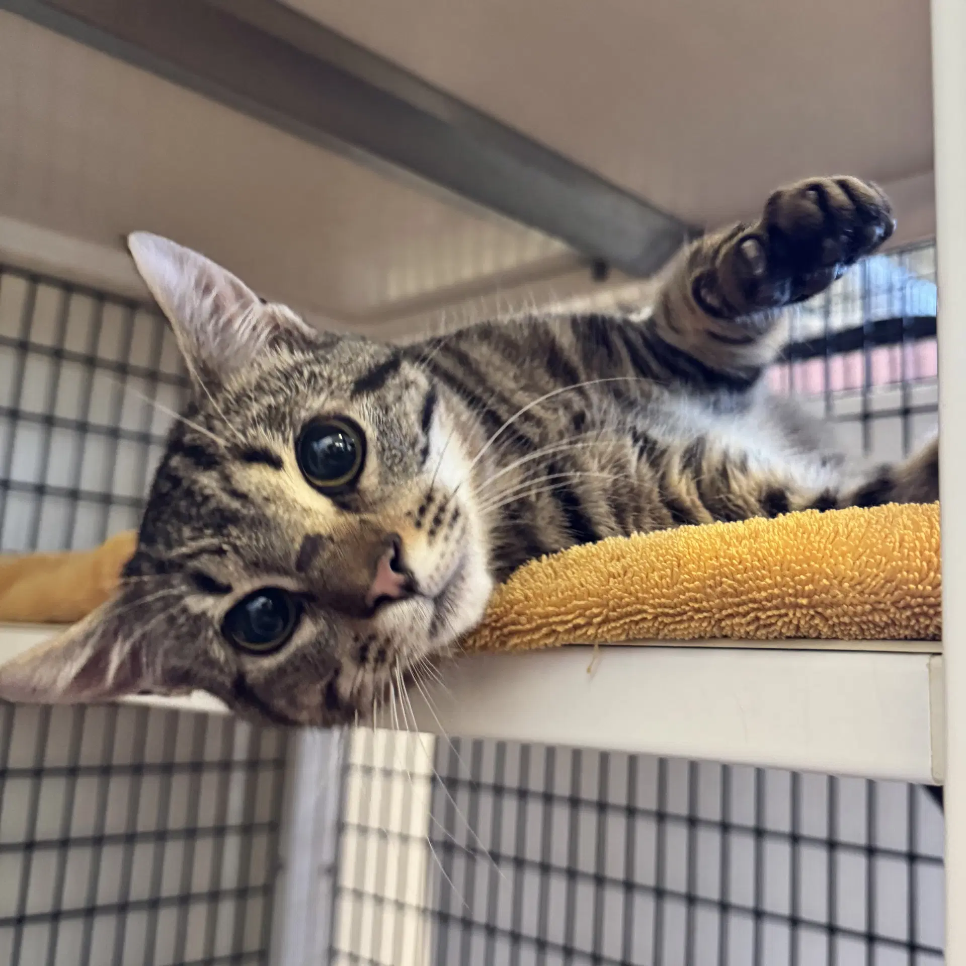 Jesper - Domestic Short Hair