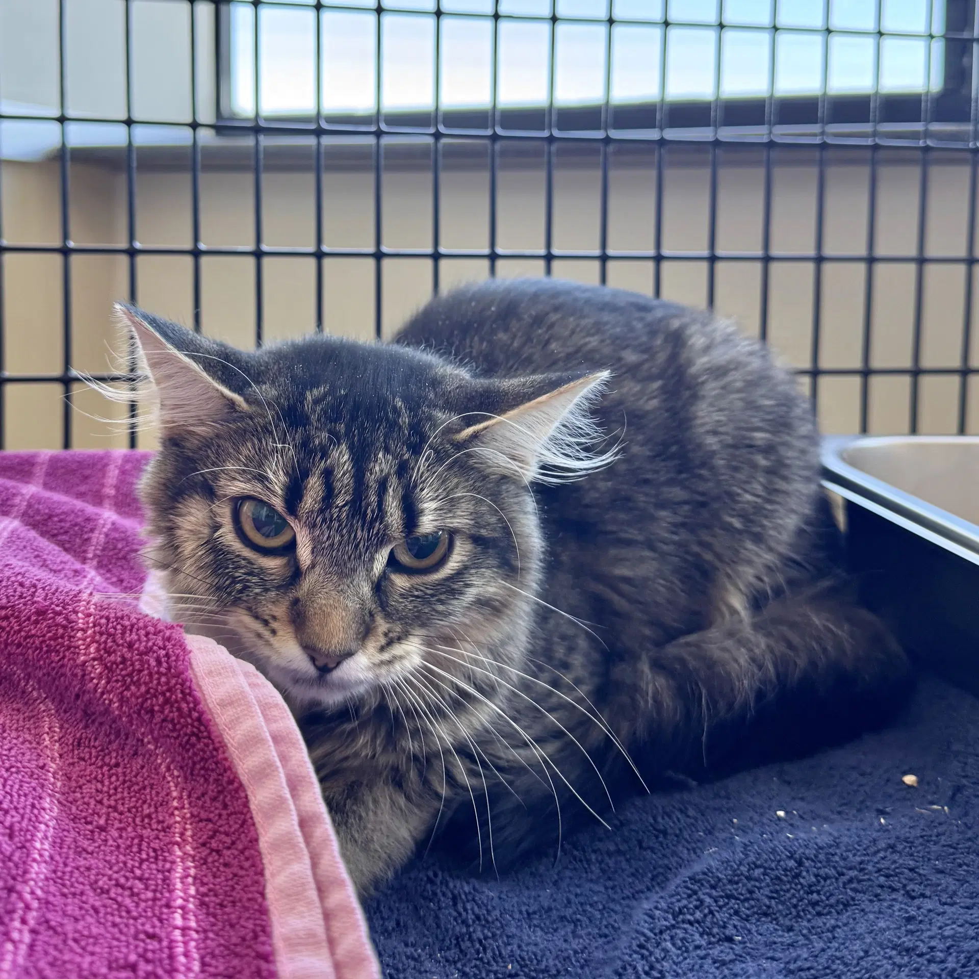 Rascala - Domestic Medium Hair