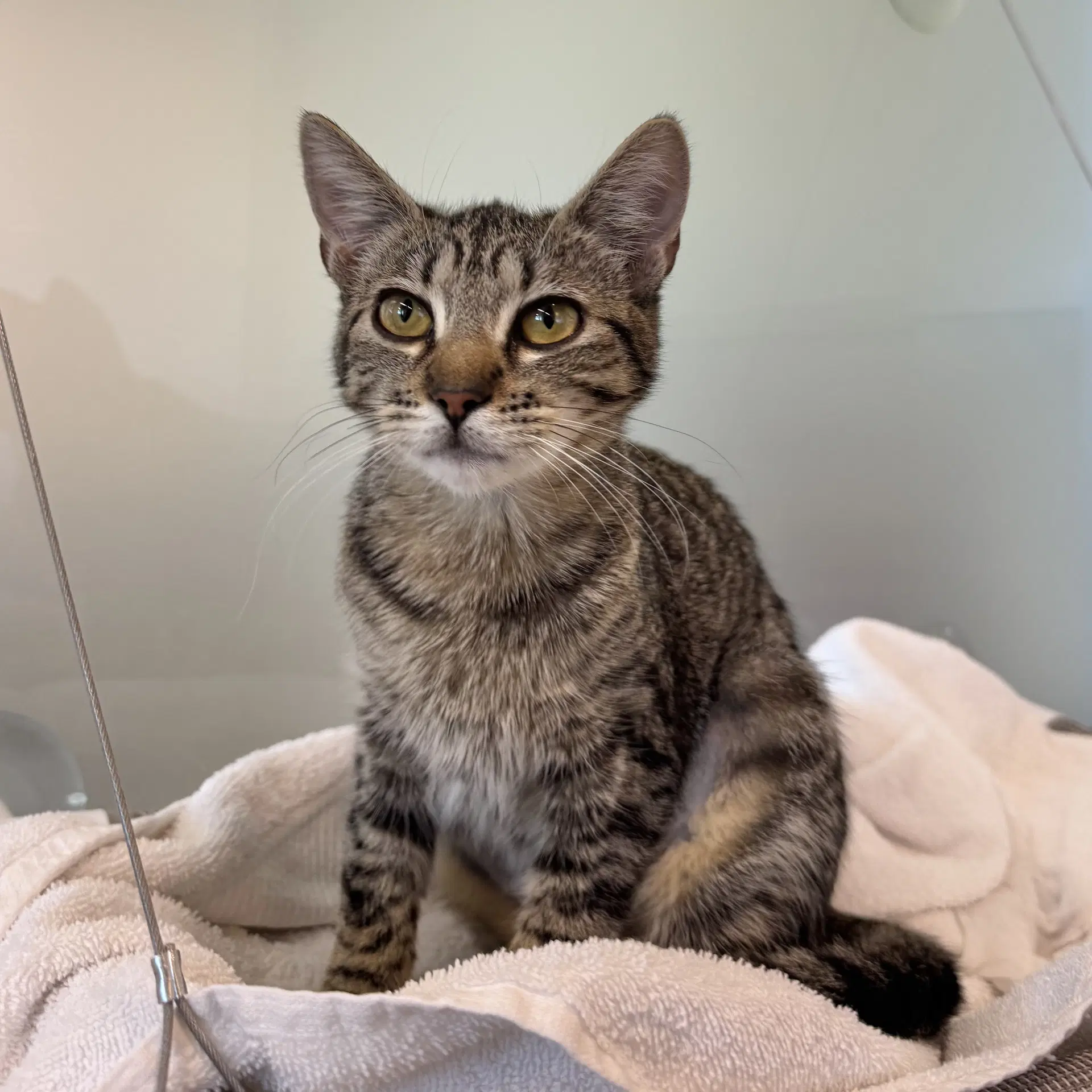 Blueberry - Domestic Short Hair
