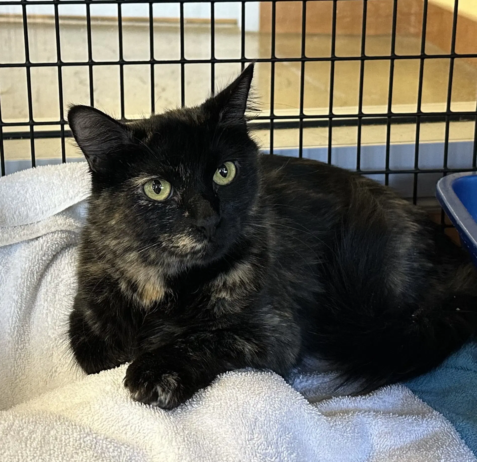 Nugget - Domestic Medium Hair