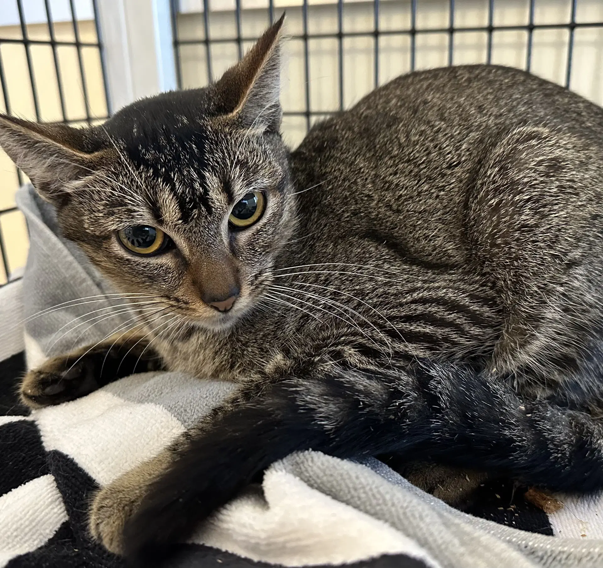 Shadow - Domestic Short Hair