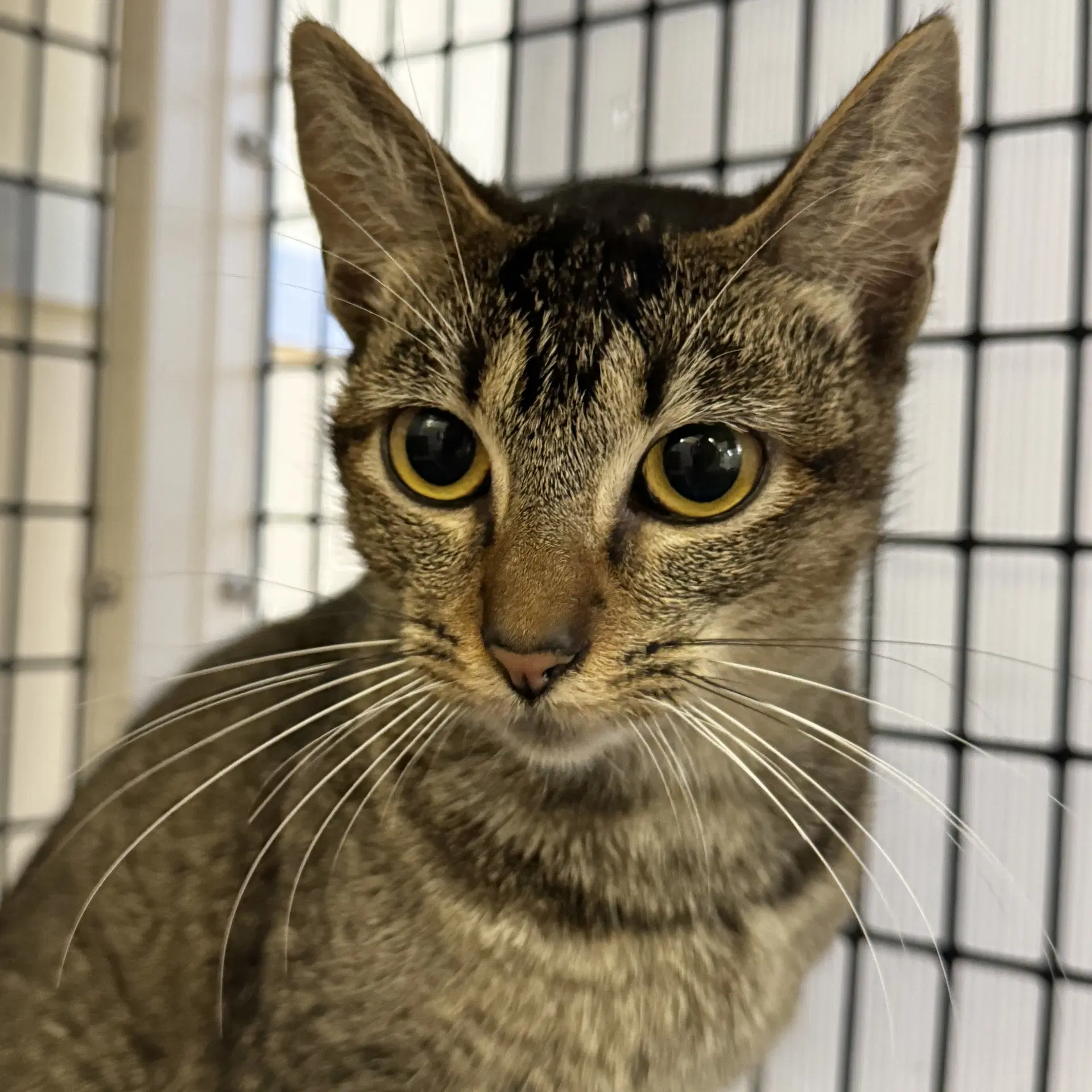 Shadow - Domestic Short Hair